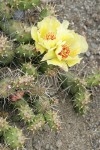 Brittle Prickly Pear Cactus