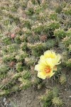 Brittle Prickly Pear Cactus