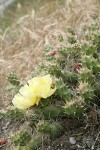 Brittle Prickly Pear Cactus