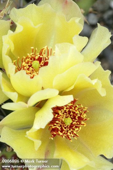 Opuntia fragilis