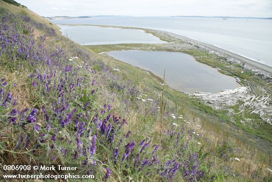 Vicia villosa