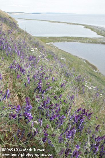 Vicia villosa