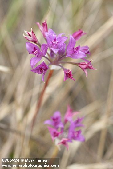 Allium acuminatum