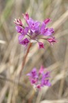 Tapertip Onion blossoms