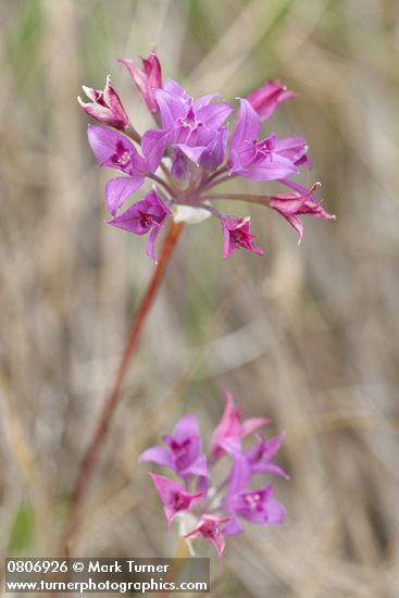 Allium acuminatum