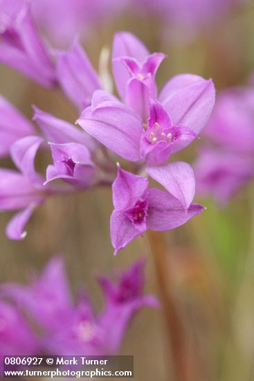 Allium acuminatum