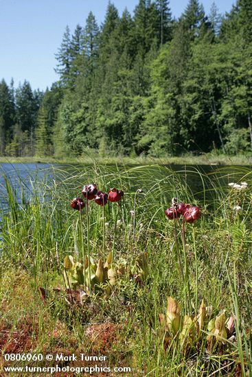Sarracenia purpurea