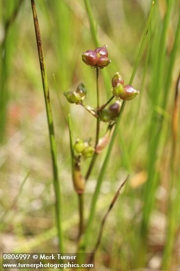 Scheuchzeria palustris