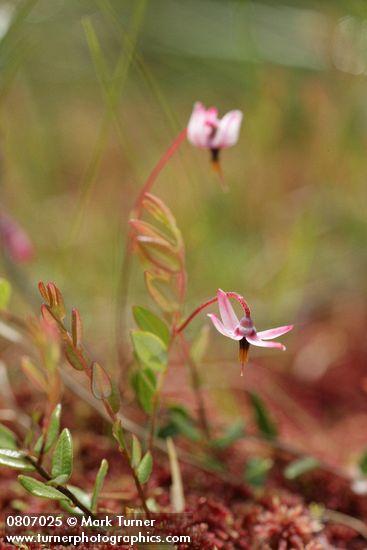 Vaccinium oxycoccos