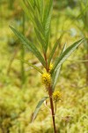 Tufted Loosestrife