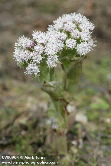Petasites frigidus
