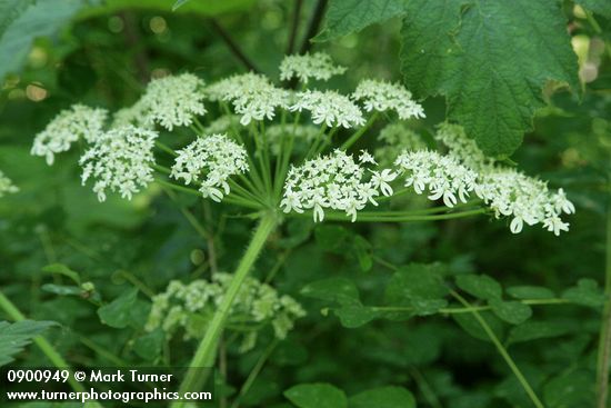 Heracleum mantegazzianum