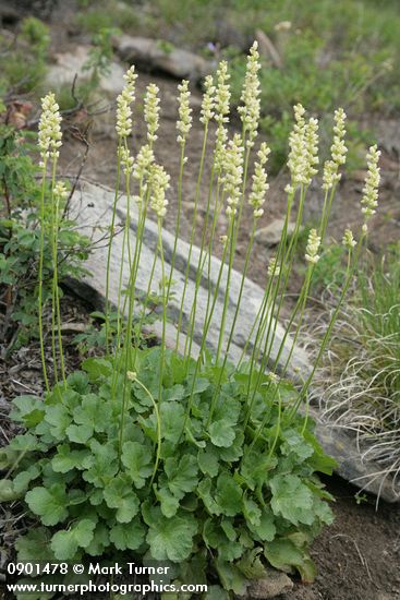 Heuchera cylindrica