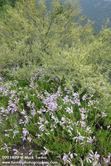 Penstemon fruticosus; Purshia tridentata