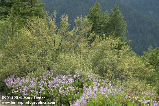 Penstemon fruticosus; Purshia tridentata