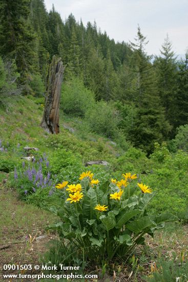 Balsamorhiza sagittata