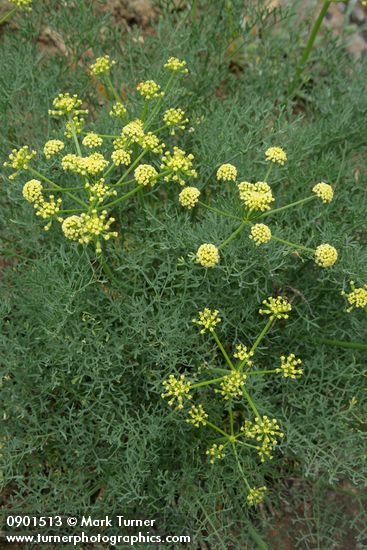 Lomatium thompsonii