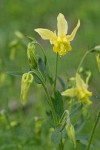 Golden Columbine