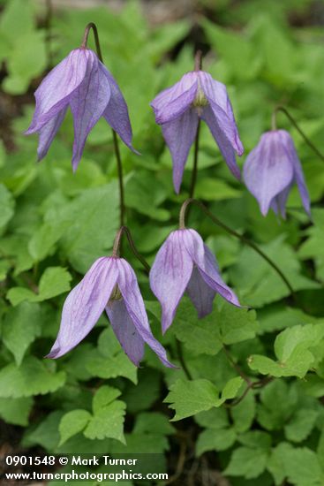 Clematis occidentalis var. dissecta