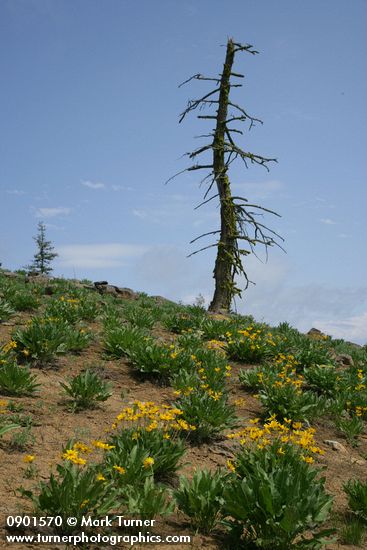 Balsamorhiza sagittata