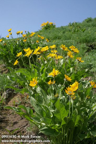 Balsamorhiza sagittata