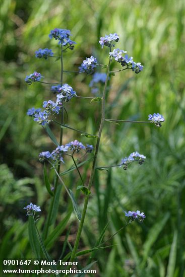 Hackelia micrantha