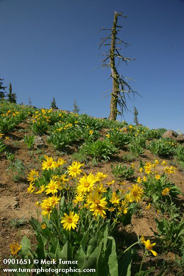 Balsamorhiza sagittata