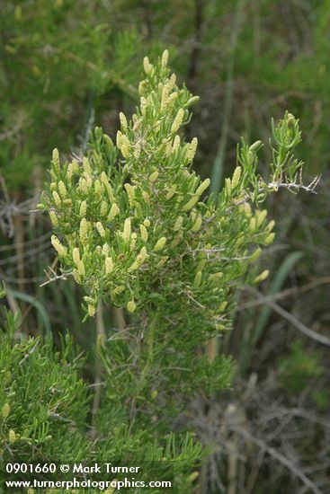 Sarcobatus vermiculatus