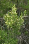Greasewood blossoms & foliage