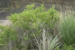 Greasewood