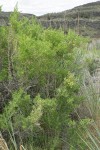 Greasewood