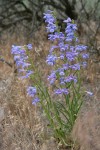 Showy Penstemon
