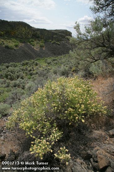 Grayia spinosa