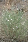 Narrowleaf Wirelettuce