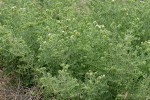 Branched Phacelia