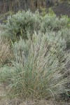 Basin Wildrye