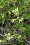 Western White Clematis