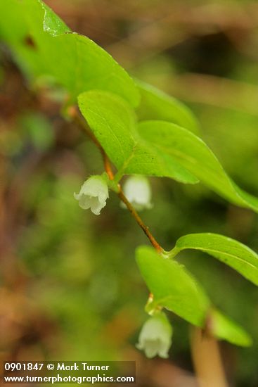 Gaultheria ovatifolia