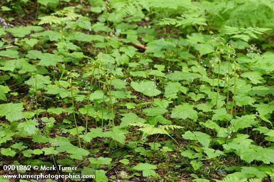 Corallorrhiza trifida