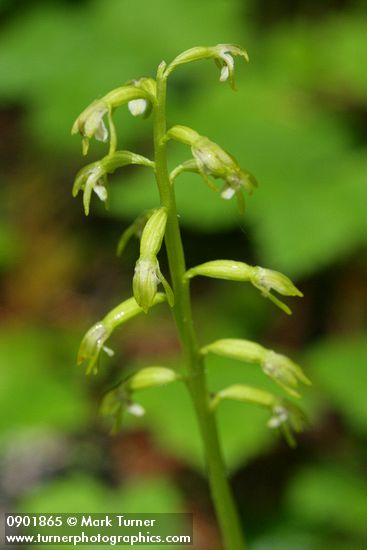 Corallorrhiza trifida