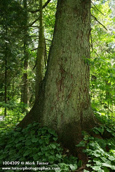 Picea sitchensis; Maianthemum dilitatum