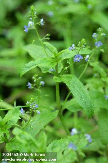 Veronica americana