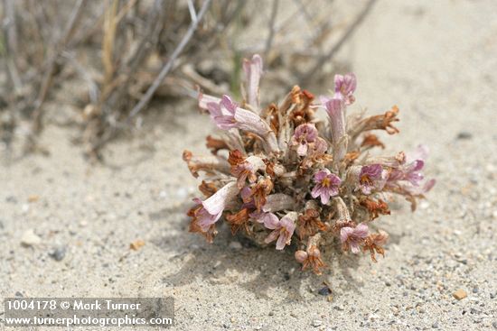 Orobanche ludoviciana