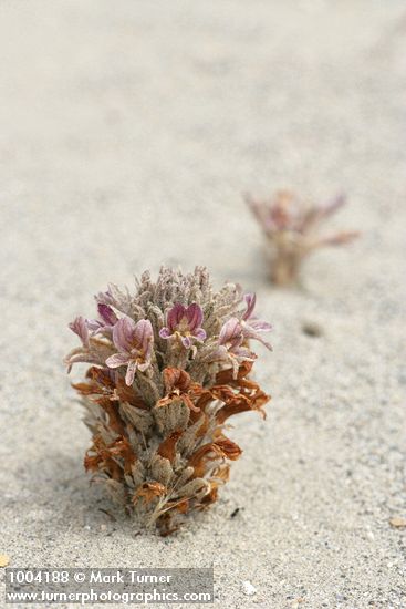 Orobanche ludoviciana