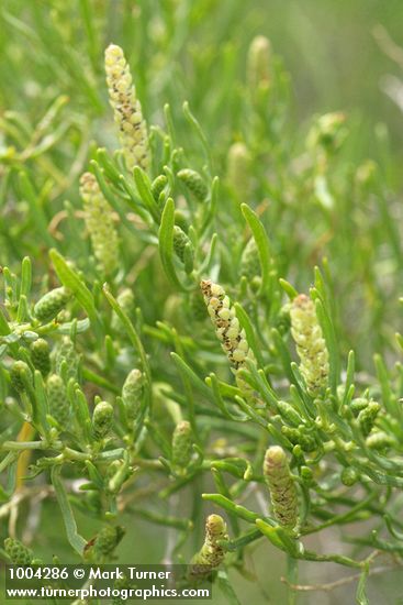 Sarcobatus vermiculatus