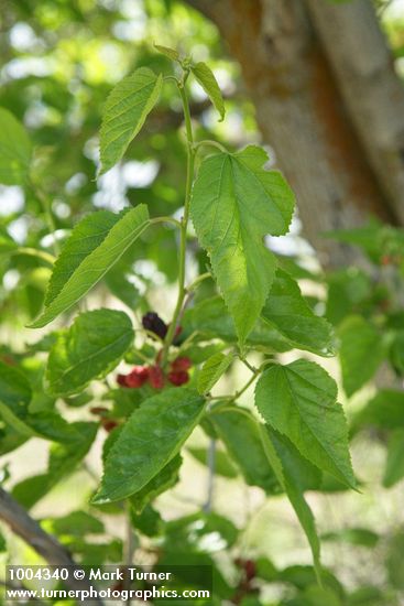 Morus alba