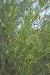 Coyote Willow (male) aments & foliage