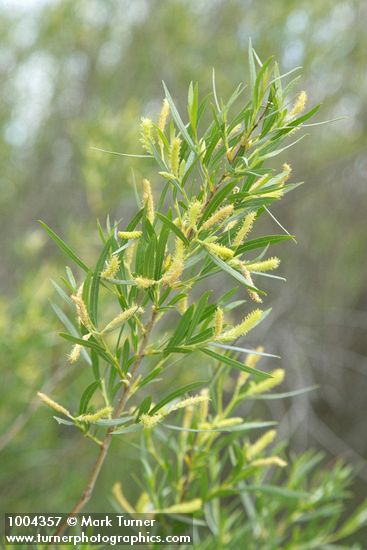 Salix exigua