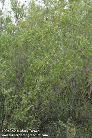 Salix exigua