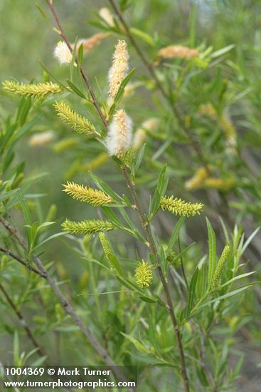 Salix exigua